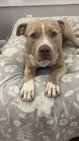 Quarterly pawformance review. #dogs #dogsoftiktok 