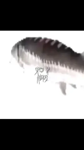 Lolololoooololol || tags::#vibe4audios#meme#audio#spedup#funny#tiktokviral#viral?#foryoupage#boost#music#tags#growth#fy#foryoupage 