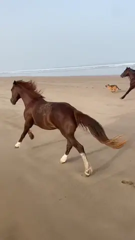 Another race between horses and dogs 💫💫💫 Which one do you prefer ??  1. Dog - Eva  2. Free horse - Fiesta  3. Human + horse - Marta & Capo  📸 @Oussama_horsos  #horse #horsesontiktok #horsetok #horsesoftiktok #horses #equestrian #equestrianlife #equestriangirl #horsegirlvibes #caballos #caballo #pferde #pferd #horstok #holiday 