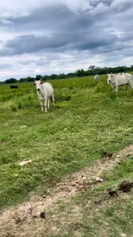 Rifa solidária pra mim mesmo #gabiru #gado #boi #fazenda #foryou #fyp 