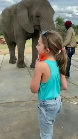 Baby Girl Fun Elephant #viraltiktok #amazing #Love #fypシ #capcut #ViralVideo #ForYou #fyp #Trending️ #shorts #Trendings #viraltopic #respect #foryou #animals #elephant 