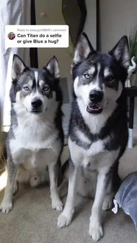 Replying to @sassygirl9869 well i guess that answers that!  #huskies #huskiesoftiktok #huskylife #dogsoftiktok #dogsvideo #viraldogs #dogdad #talkinghusky ##huskysoftiktok