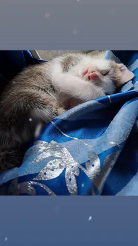 #rindukitten  #1upload 