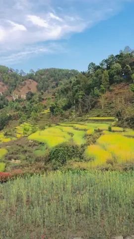 #Darchula #lekam ❤️❤️❤️@𝙨𝙖𝙣𝙩𝙤𝙨𝙝 @Sanu🌹❤️❣️🥰 @is dhami @Kavya Dhami @Call...Me...βαβs @Mahesh Dhami Chhetri @parash dhami @durga dhami @manjudhami993 