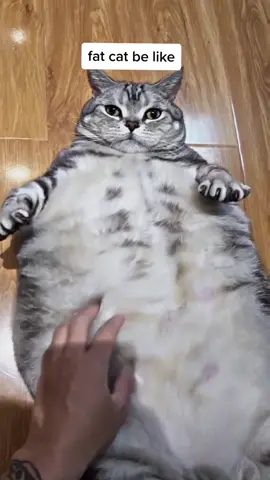 #catsoftiktok 