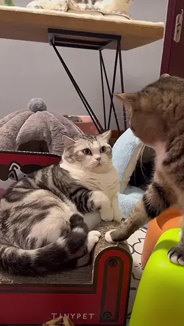 Ê.. muốn tỉ thí võ công không nè @Vua Phụ Kiện JAPAN @ザン🇯🇵 @Giang Trung Quốc  #chómèohàihước #mèoyanghồ #猫ペットのいる暮らし #猫のいる生活 #癒し動物 #猫がいる生活 #やっぱり猫が好き #おもしろ猫 #動物のおもしろ動画 #mèocute #癒しペット #おもしろ動画猫 #chómèohàihước #mèoyanghồ #ペットのいる暮らし猫 #可愛いペット #癒しのペット #猫がいる暮らし #癒し猫動画 #ペットおもしろ動画 #猫おもしろ動画 