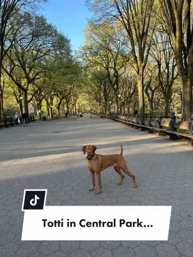 Silly totti #centralpark #centralparknyc #nycdogs #nyc #vizsla #vizslasoftiktok 