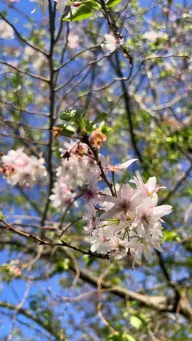 Its a beautiful easter sunday in Washington DC. #cherryblossom 