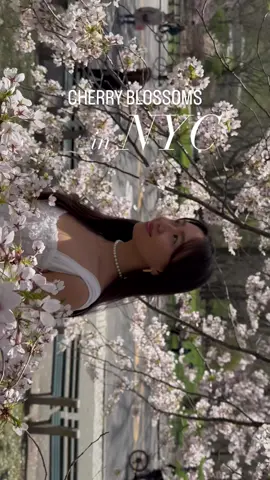 I’m surprised my allergies havent hit yet 🌸 This was taken at cherry hill park in central park on 04.08.2023  Run and go see them before they all fall off!  #sakura #cherryblossom #centralpark #springoutfit #springvibes #springfashion #softgirlstyle #nycthingstodo 