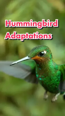 Did you know? Hummingbirds are the only birds able to fly backward. #naturedocumentary #AnimalFacts #hummingbird #harryshumjr 