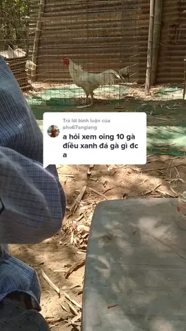 Trả lời @pho67angiang của a đây nha,, ông em mà nói có gì đó mà không đúng mong ae bỏ qua nha 