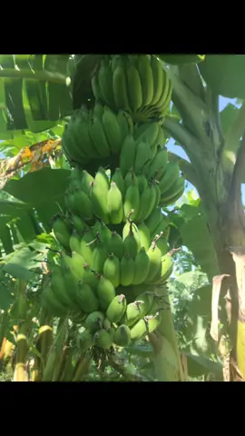Trồng thưa, đất tốt thân to khoẻ nuôi dưỡng, chống đỡ được buồng chuối tới khi thu hoạch mà không cần chằng chống #phanthiet #chuoixiem #chuoisu 