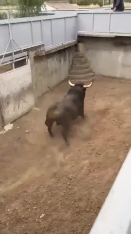 #dangerous #HugeBull #AmazingCattlesPakistan #CowUnloading #GiantBull #BakraEid #BiggestBull #MaweshiMandi #RooftopFarming 