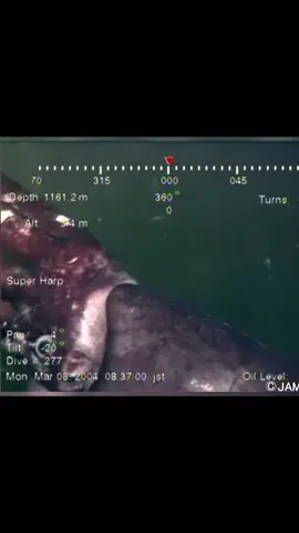 The ocean can be pretty creepy at times #ocean #scary #thalassophobia #meglaphobia #fyp 