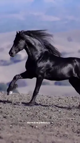 Name the breed of this beautiful black horse … #fyp #fypシ #foryourpage #horsegirl #horseriding #horselover #horsepower #horsetiktok #fresianhorse #blackbeauty🌹 #blackbeautyhorse #whatsappstatus #issueprofessional #horsesontiktok @TikTok CREATOR’S LAB. @TikTok Europe @TikTokCreators_ID @TikTok Türkiye @tiktokarabbonus @🔮ᗪᗩن𝐈𝐒ᕼ 𝐒ᕼᗩ𝐈خᕼ🔮 