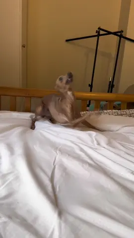 🌪️🤪 #psycho #ripleytheiggy #italiangreyhound #dogsoftiktok #crazygirl #zoomies 