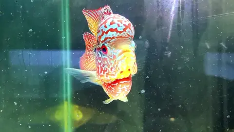 Si Bogel Bergaya😁😊 Lebih Cepat Lebih Baik😊 Bonsai, Size±9cm Cilnong Siapa Cepat Dia Dapat Seperti Biasa aja langsung WA aja ya bosku😊 Garansi Ikan Hidup sampai Tujuan ( Video Unboxing), WA 081513306866. Lokasi : Jakarta Barat Google map : Saf Louhan #ikanlouhansrd #ikanlouhan #viralvideo #flowerhorns #flowerhornsofinstagram #louhanbogor #louhansemarangfamily #ikanhias #ikancupang #flowerhorncichlid #ikanlouhan #louhanpalembang #louhanlovers #louhansemarang #viralreeĺs #ikanlouhanindonesia #lelangcupang #tiktokviral #louhancencu #louhansrd #louhanimport #lelang #louhankamfa #flowerhornfish #flowerhornindonesia #flowerhornlovers