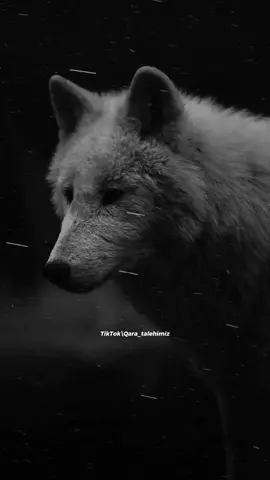 #qaratalehimiz #keşfet / Canavar elə yüksəkliydə olur 🦅