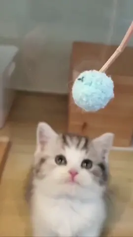 #cat Super long cat video, let you fall in love with him immediately