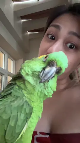 sasha mau brenang? #fyp #foryou #fypage  #fypシ #animalsoftiktok   #amazonparrot #yellownape #freefly #freeflightbirds #ff #hyacinthmacaw #birdsoftiktok 