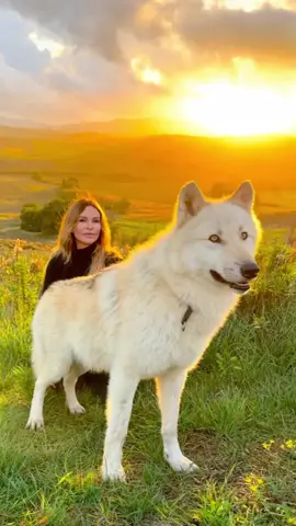 Huge white wolf in Gladiator country. This is when i filmed this beautiful boy where the film Gladiator was filmed in Tuscany, Italy #wolf #whitewolf #thewhitewolf #thewitcher #ghost #direwolf #gameofthrones #arcticwolf #wolfgirl #wolves #wolfdog #italy #tuscany #Gladiator 
