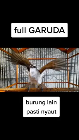 full garuda Trucukan lain pasti nyaut #trucukmania #trucukan #trucuk #ropelmania 