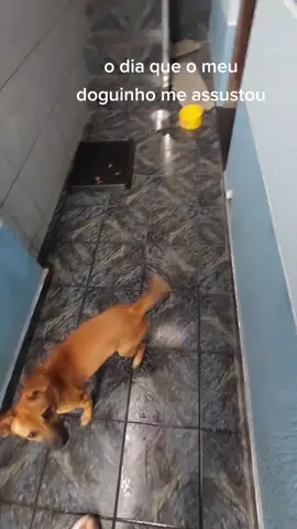 o dia que meu doguinho me assustou  #cachorro #dogsoftiktok #caramelo #bebados #bebadosengraçados 