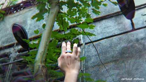 magic mushroom oev/cev