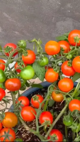 como plantar tomate cereja em casa horta em apartamento #hortalizas #hortaemvaso #hortasuspensa #horta #aduboorgânico #hortaemvasos 