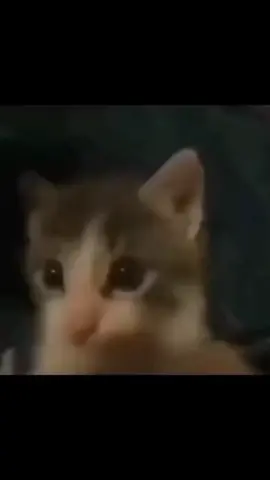 😽#gatinho #gatinhosfofos #beijinho #beijo #gatito #polardvideos 