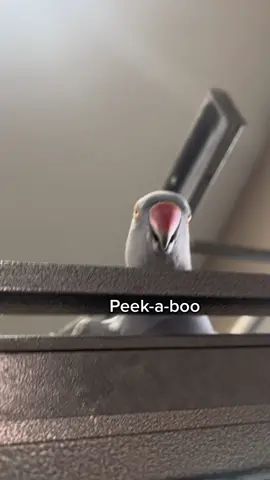 Guess whos hiding? Peek-a-boo!🐦 #indianringnecksoftiktok #parrot #cute #fyp #foryou 