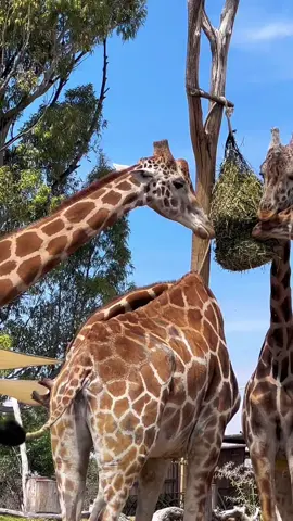 this is the sound of wild #zoo #africamsafari #animals 🦒🌿