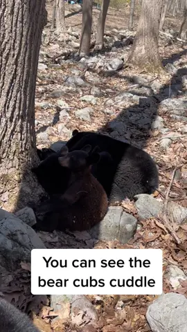 Mother bear and cubs napping #bear #cub #family #foryou #viral #video #fyp #wildlife #animals #pets #sleep #cuddles #Love #teddybear #hearttouching #mountain #forest #Outdoors #usa #country #woods #mother #baby #children 