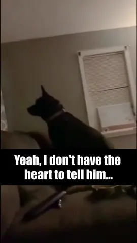 He's Happy 😉#dog #dogs #pet #blind #movie #lol #darkhumor #humor #PetsOfTikTok #petlover #foryou #foryoupage #fyp