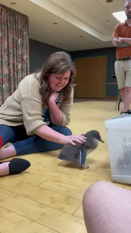 I pet a baby #Penguin today at the #LouisvilleZoo  It was so fluffy!!!!!