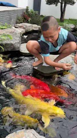 Cứ mệt mỏi ra chơi với bầy lợn nước này là vui lên ❤️#maodede #TamMaoTV #dcgr #cákoi 