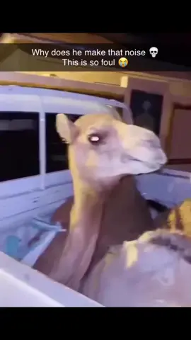 The camel said Mehhhh🫨