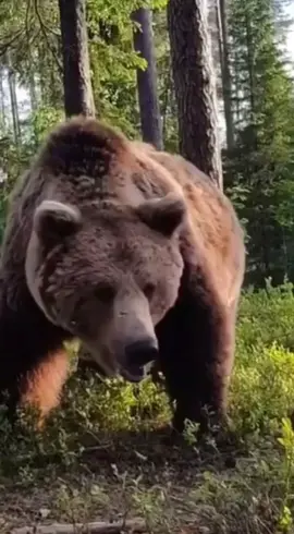 What would you do if you woke up and saw this outside your tent?! 😧 (sound on to hear it breath 🗣) Kodiak grizzlies are generally bigger, but what a surreal experience captured. 📸 #SharingAlaska by @d.arkhipov  #bear #bears #wildlife 