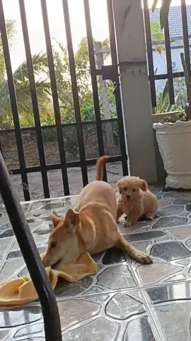 cuộc chiến không cân sức 