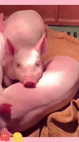 Pink pigs.#cute #pig#pink#fyp#cute#fyp #foryou #animals 