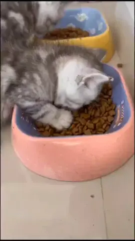 This little cat can sleep even after eating😺😸😹#cats#pet#cat#catsoftiktok #foryou #cute#funny 