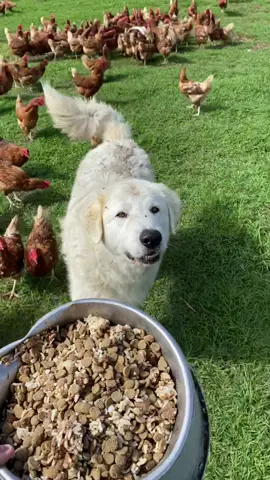 Another day in the valley… 🐓 #88days #88daysfarmwork #australia #australiaworkingholiday #australiaworkvisa #traveltiktok #farming #aussiethings #workingholiday #travel #farmwork #farmworkaustralia #417visa #rural #maremmasheepdog #chickensoftiktok #chicken #chickens 