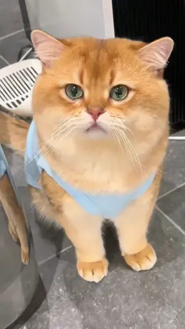 昨天没让它进房间，打开门委屈的哭了，好心疼😔#金渐层猫咪 #猫咪 #萌宠 