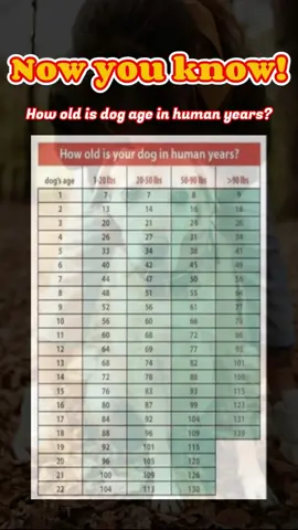 How old is your dog in human years? Now that you know your dog's age in human years, do you know who is the oldest dog in the world now? tell us if you have the answer folks. #dogage #dogsoftiktok #oldestdogintheworld #PetsOfTikTok #viraltiktok #pets-ideas