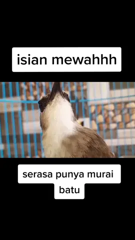 serasa punya murai batu #ropelmania #trucuk #trucukan 