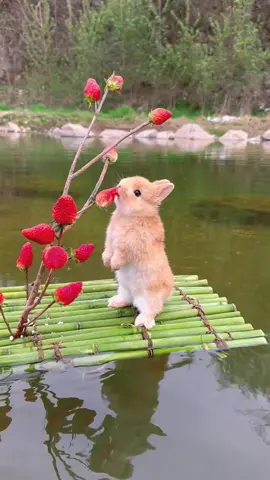 #rabbit #cute