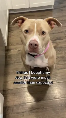 Has this ever happened to you? #dogs #dogsoftiktok 