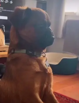 Dogs Funny Reaction To A Fart 💨😂🐻 #FunnyReels #Funny #Dogs #funnypets #funnydog 