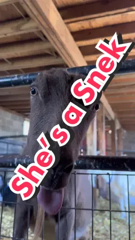 Shes a #snakeysnake #goat #goats ##goatsoftiktok##goattok##kiddingseason##lamancha##lamanchagoats##lamanchagoat##dairygoat##funnyanimals##farm