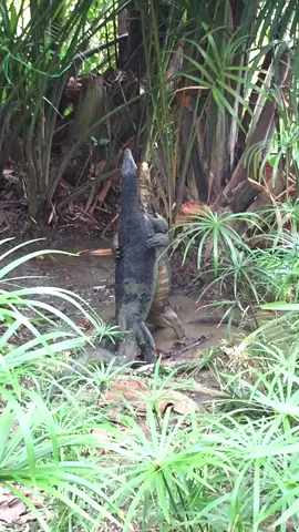 #tiktok #Nile monitor#Wonderful animals It looks like a hug, but it's actually a fight